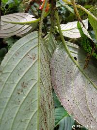 Glossoloma tetragonoides image