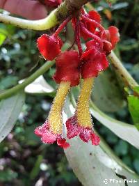 Glossoloma tetragonoides image