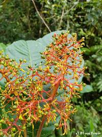 Palicourea guianensis image