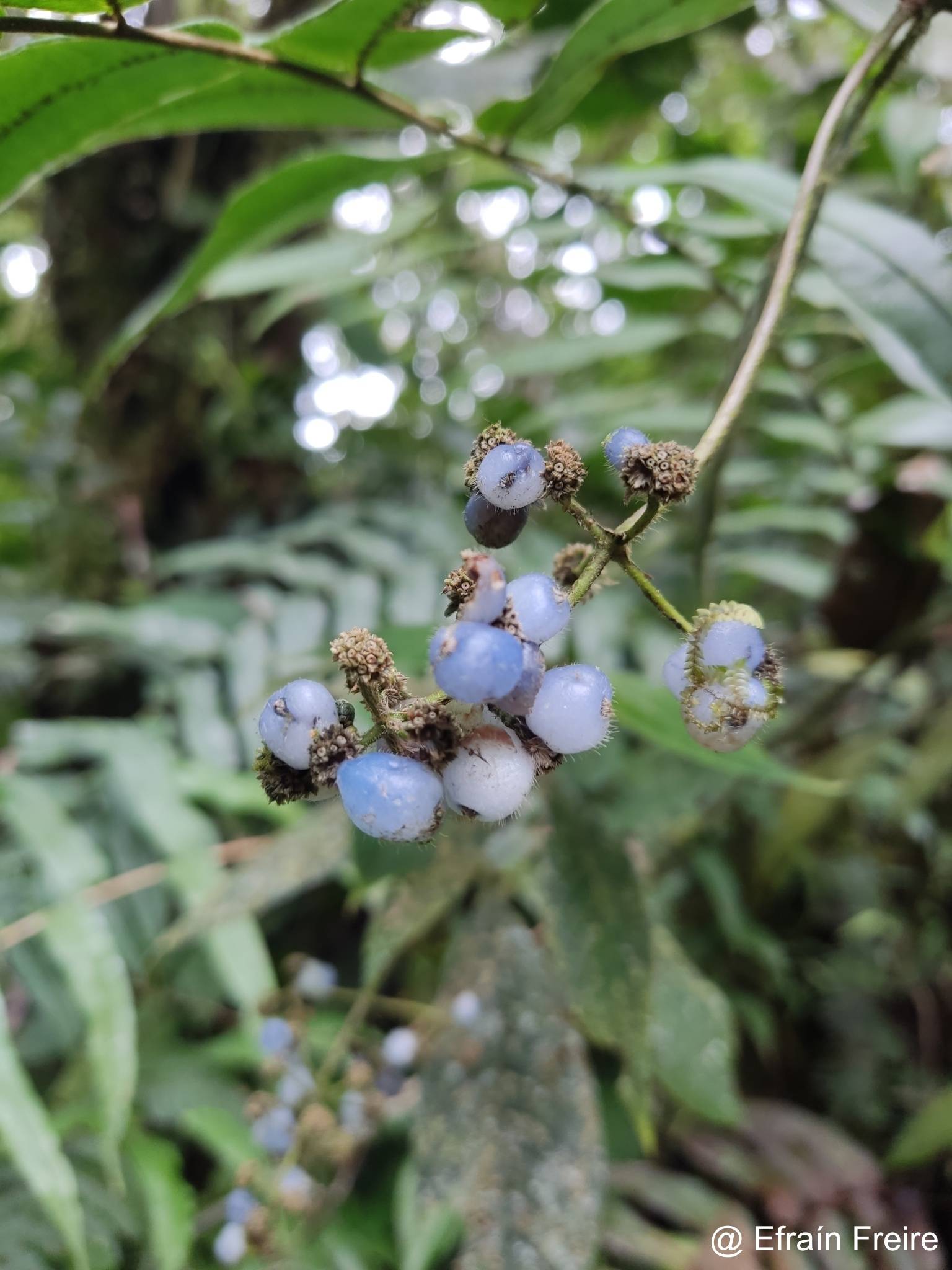 Palicourea pilosa image