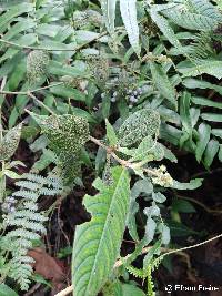 Palicourea pilosa image