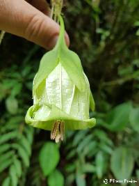 Image of Trianaea nobilis