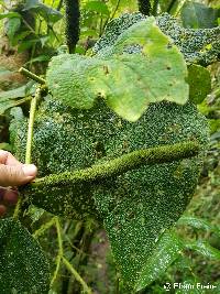 Piper lacunosum image