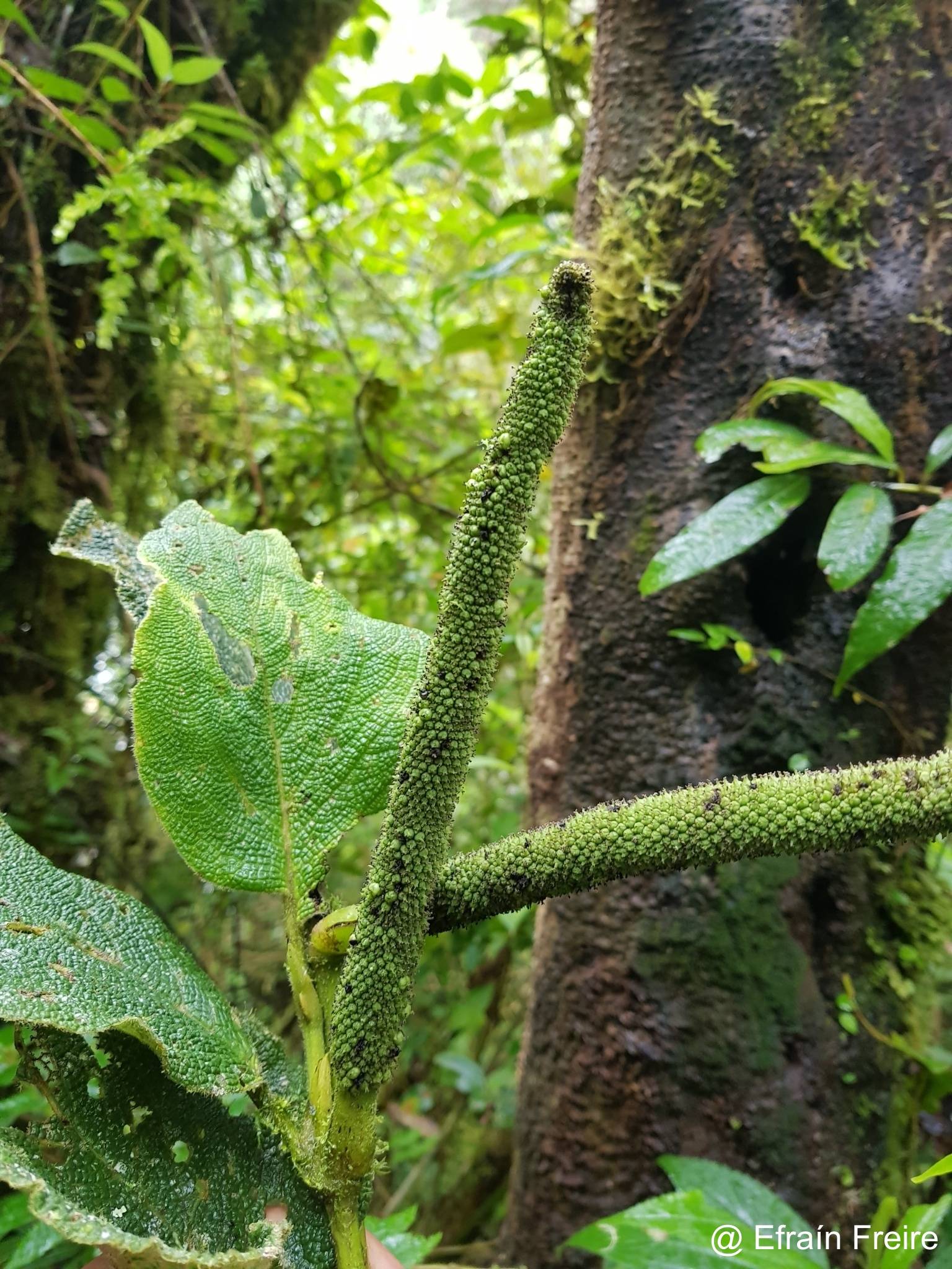 Piper lacunosum image