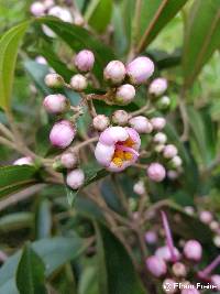 Axinaea quitensis image