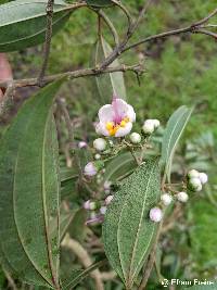 Axinaea quitensis image