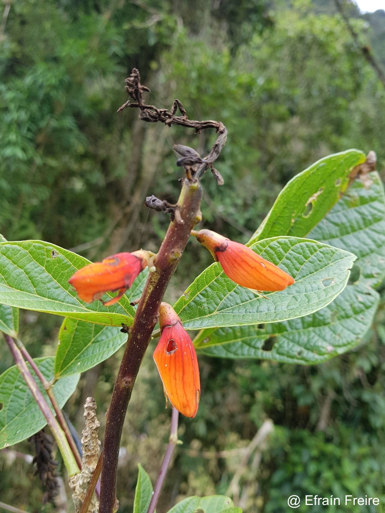 Erythrina image