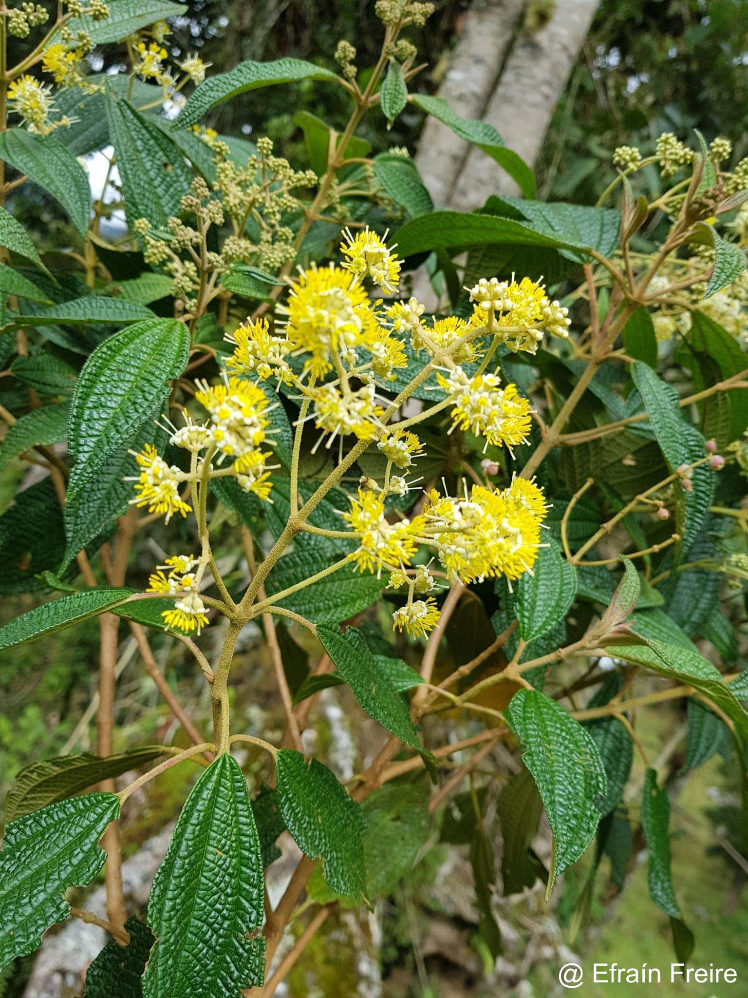 Miconia pseudocentrophora image