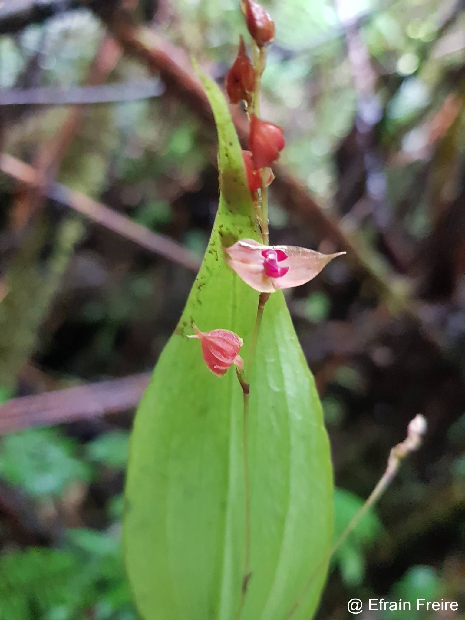 Lepanthes biloba image