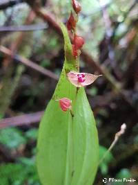 Image of Lepanthes biloba