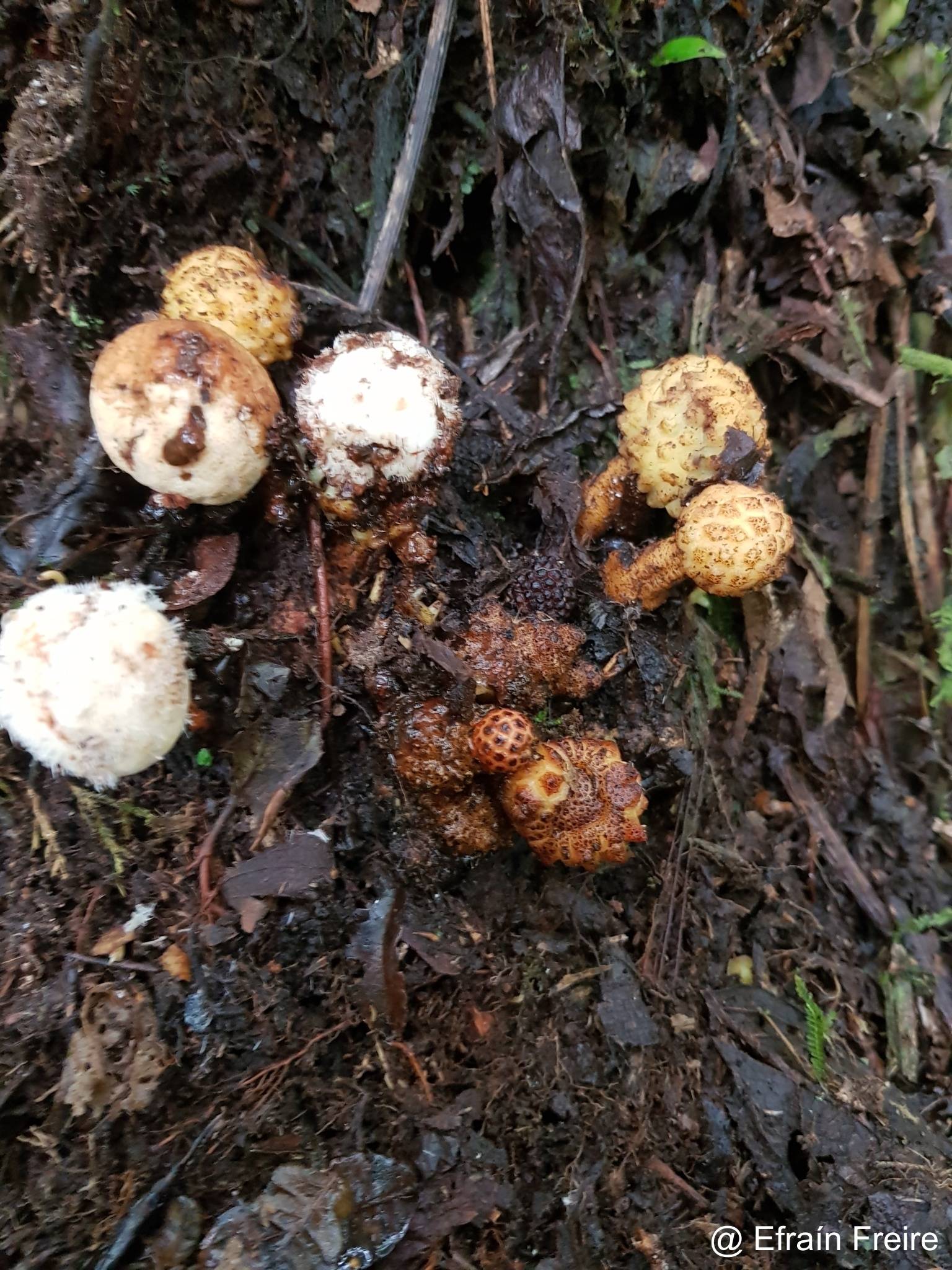 Corynaea crassa image