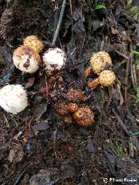 Image of Corynaea crassa