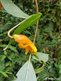 Columnea strigosa image