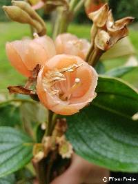 Meriania tomentosa image