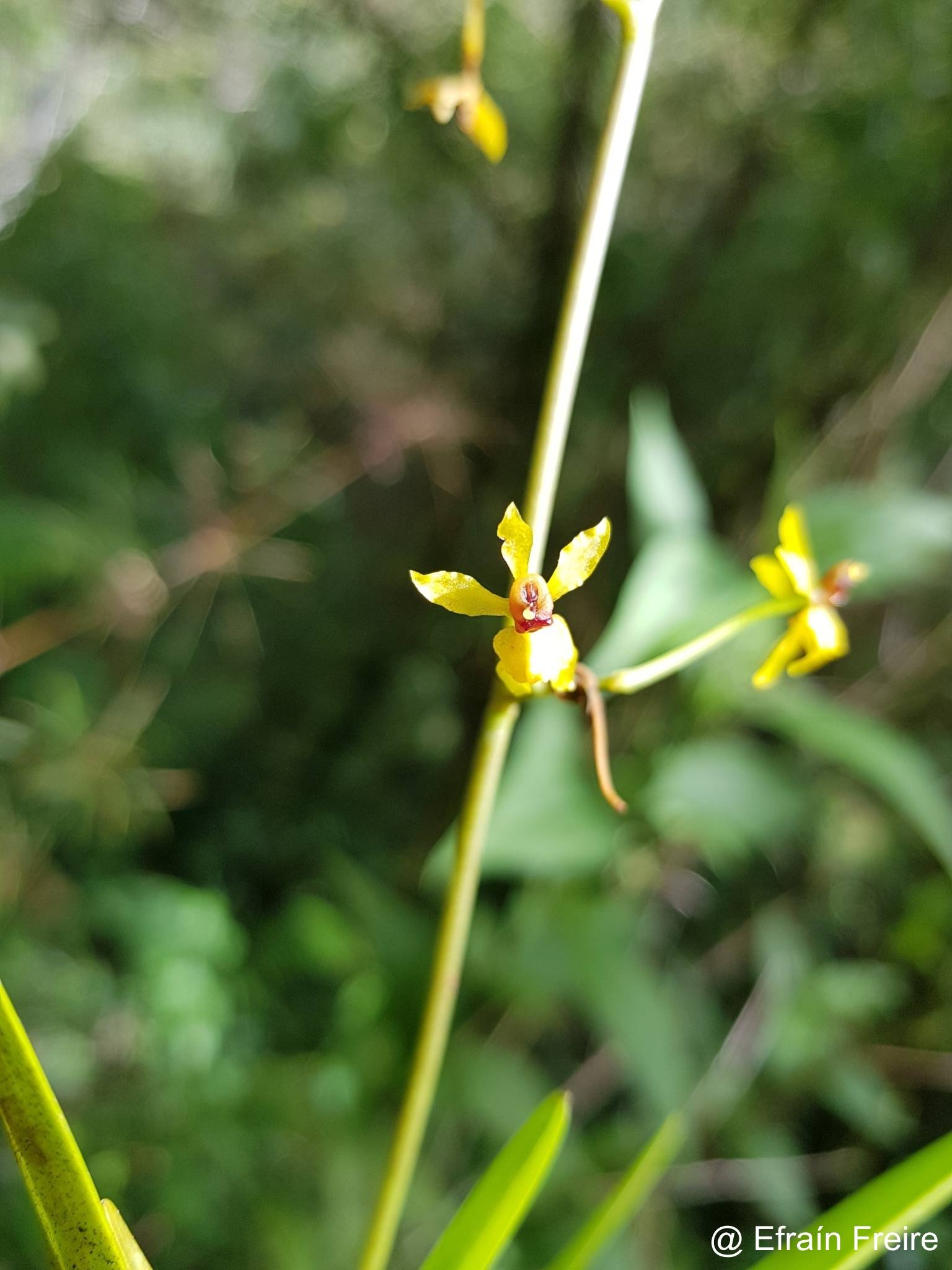 Cyrtochilum murinum image