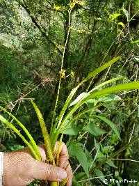 Cyrtochilum murinum image