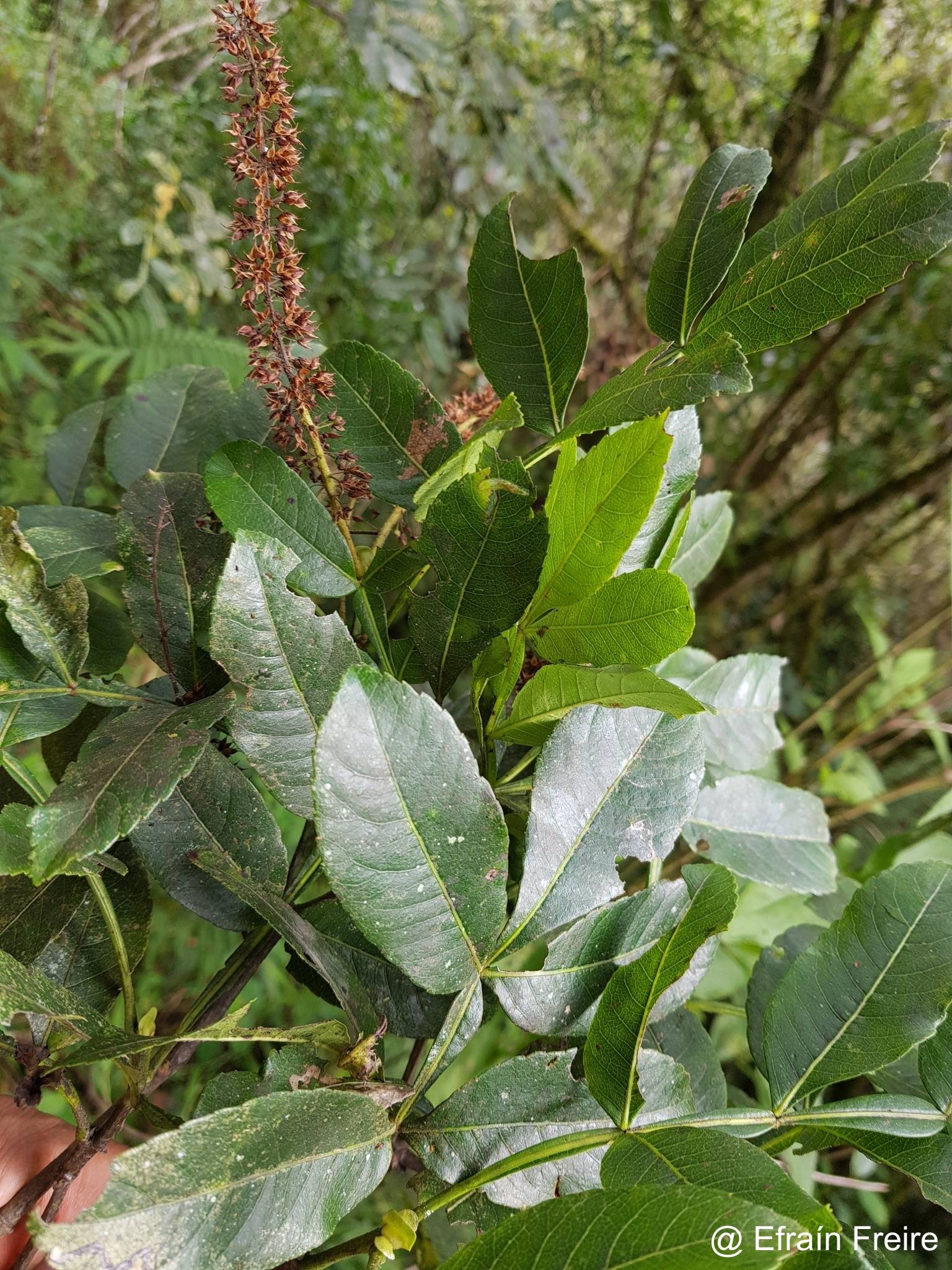 Weinmannia spruceana image