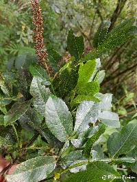 Image of Weinmannia spruceana