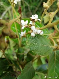 Image of Nectandra mollis