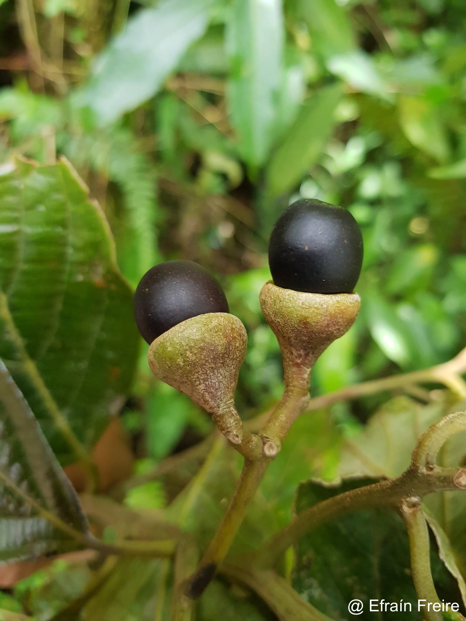 Nectandra mollis image