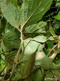 Nectandra mollis image