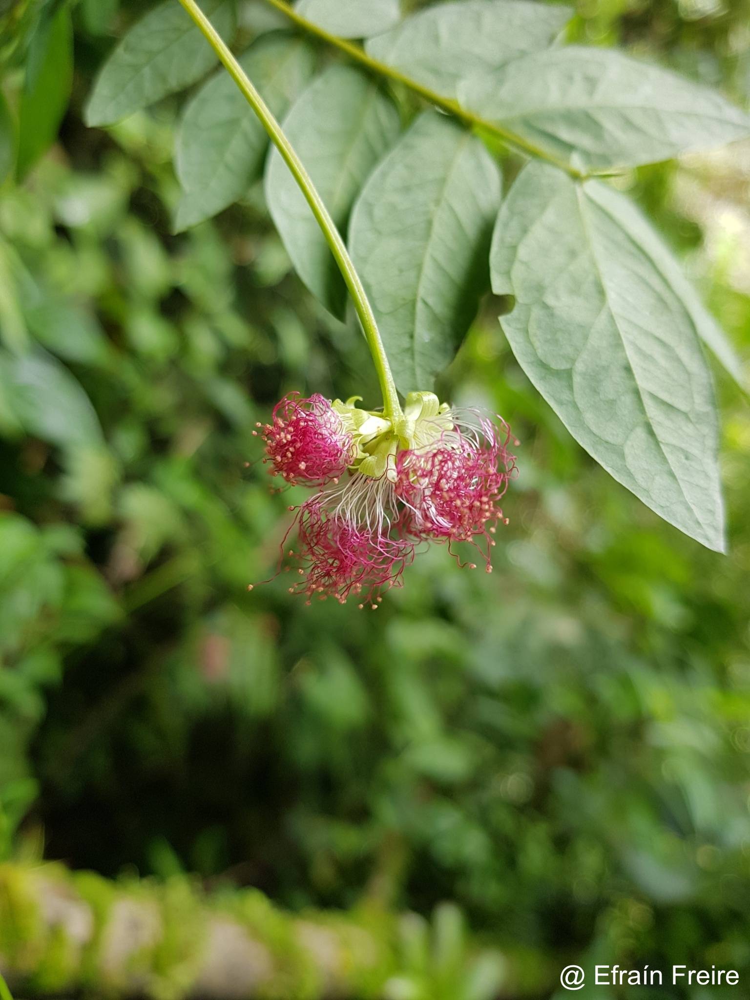 Zapoteca aculeata image