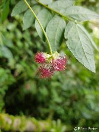 Image of Zapoteca aculeata