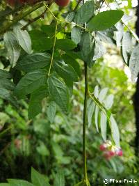 Zapoteca aculeata image