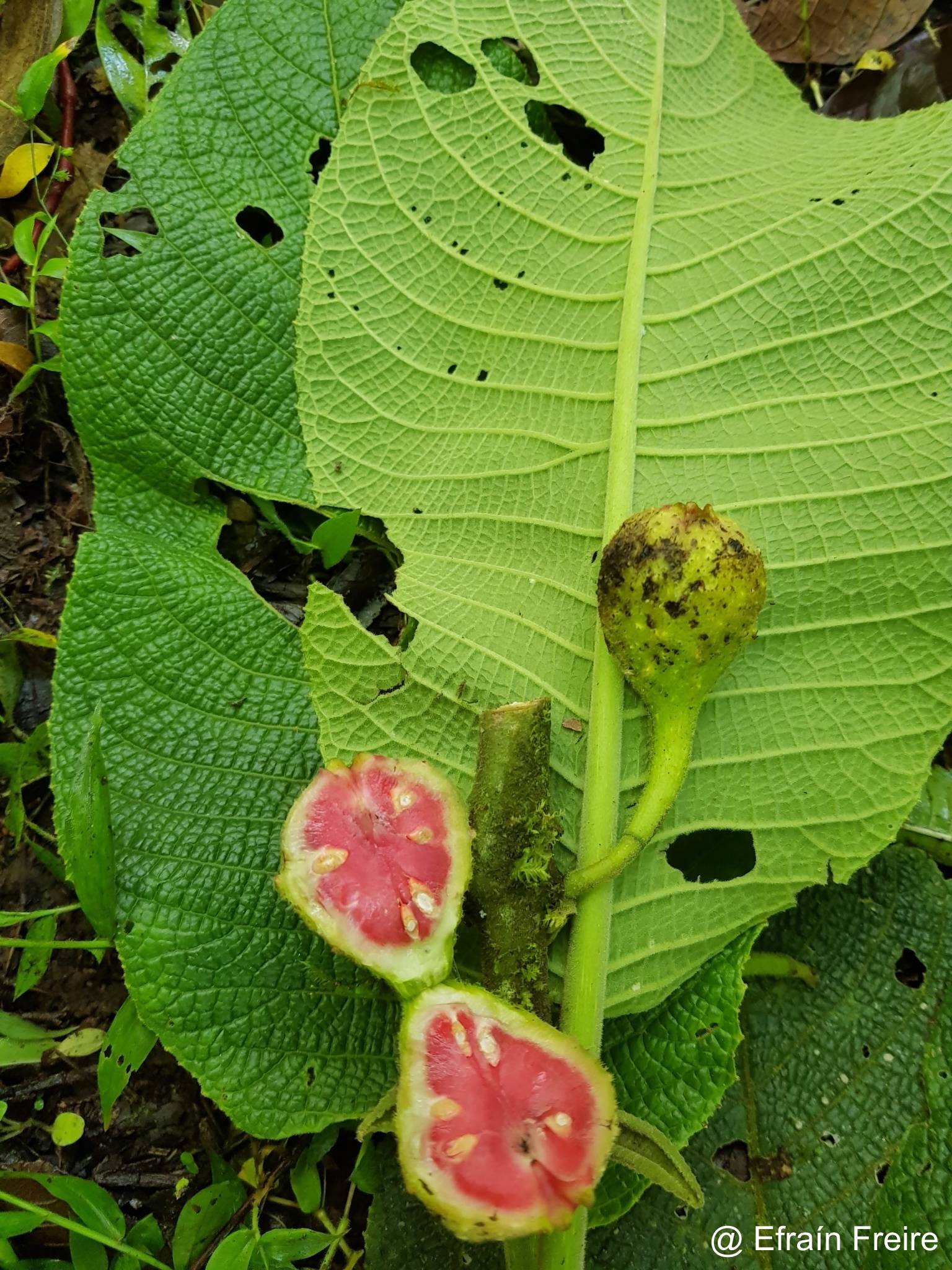 Siparuna aspera image