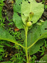 Siparuna aspera image