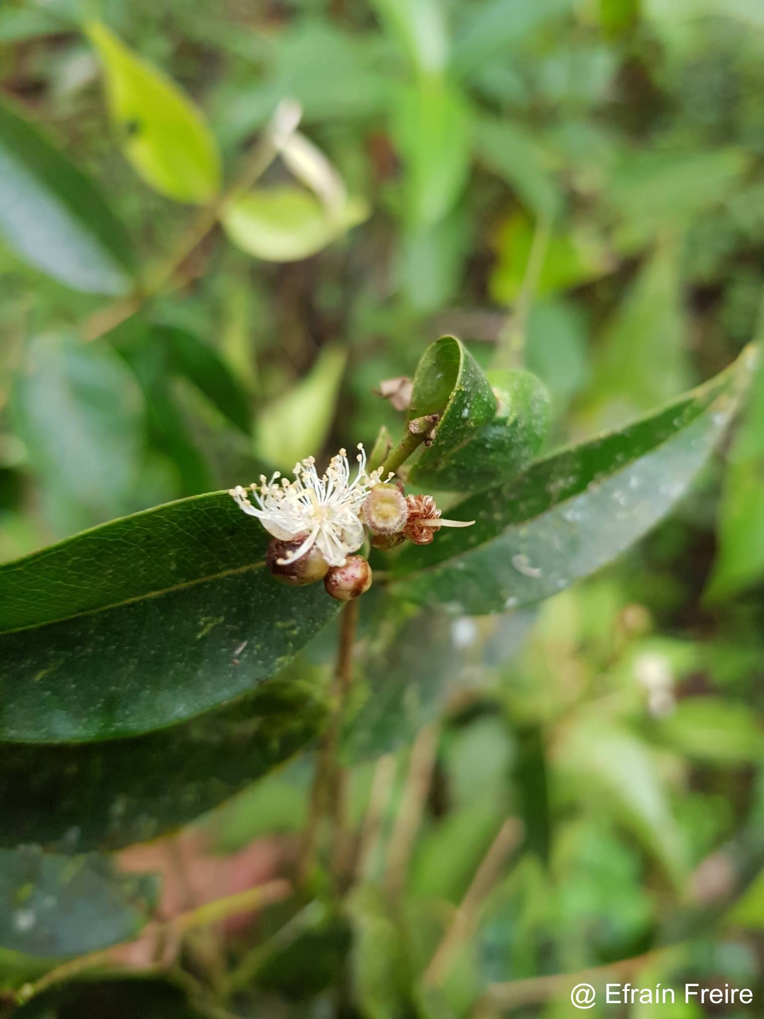 Myrciaria floribunda image