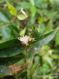 Image of Myrciaria floribunda