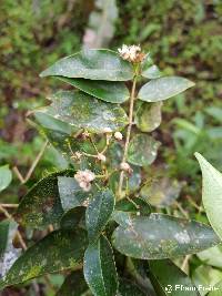Myrciaria floribunda image