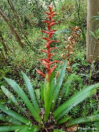 Tillandsia schimperiana image