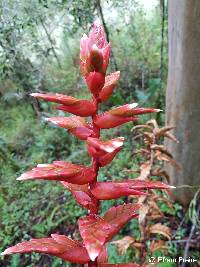Tillandsia schimperiana image