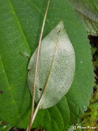 Cranichis ciliata image