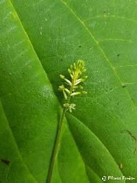 Cranichis ciliata image