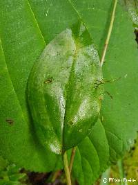 Cranichis ciliata image