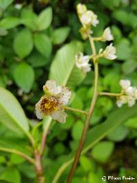 Saurauia aequatoriensis image