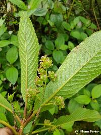Saurauia aequatoriensis image