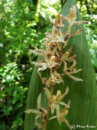 Xylobium leontoglossum image