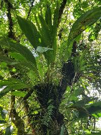 Xylobium leontoglossum image