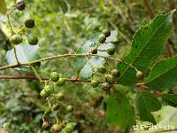Image of Toxicodendron striatum
