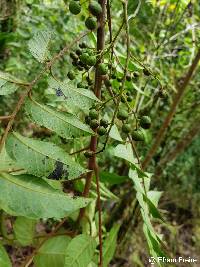 Toxicodendron striatum image
