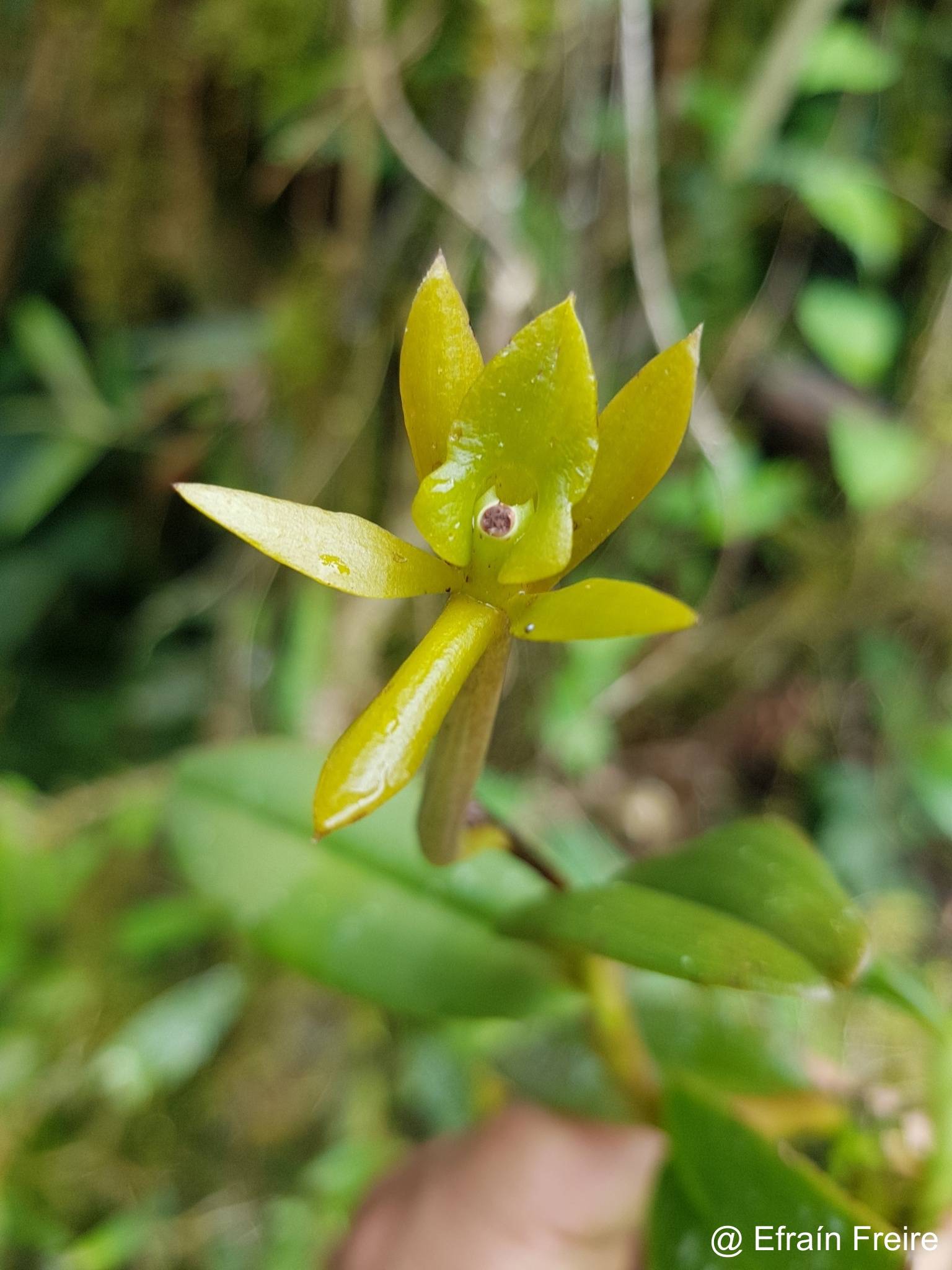Epidendrum geminiflorum image
