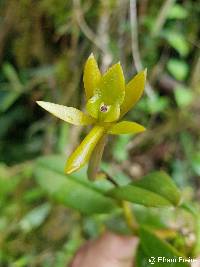 Image of Epidendrum geminiflorum