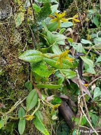 Epidendrum geminiflorum image