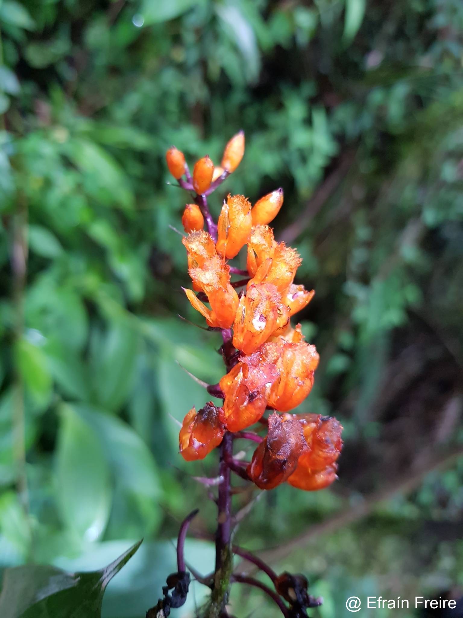 Elleanthus aurantiacus image