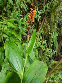 Elleanthus aurantiacus image