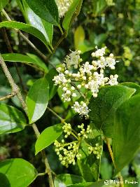Viburnum triphyllum image
